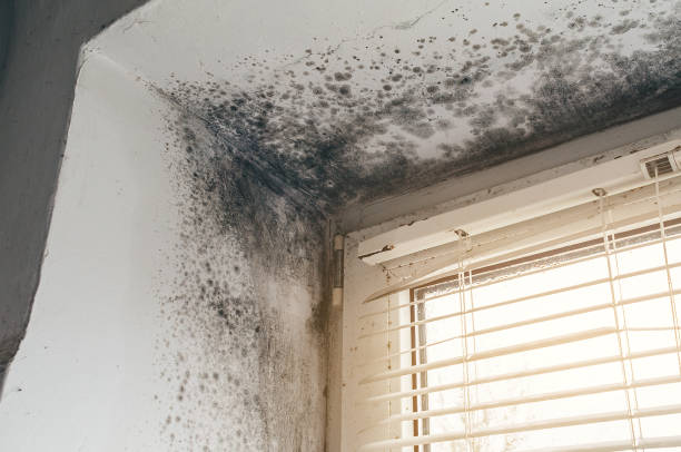 Affordable Mold Removal solutions in Lyons, NJ